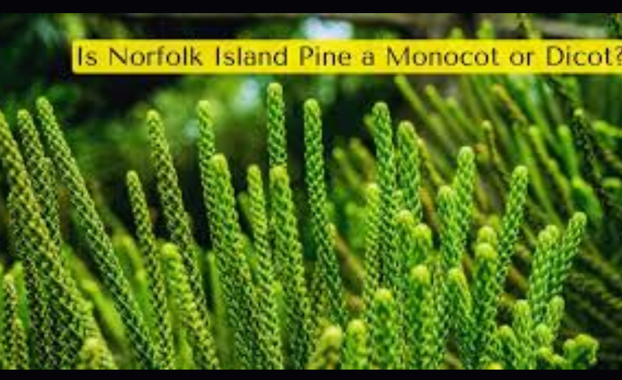 is norfolk island pine an monocot or dicot