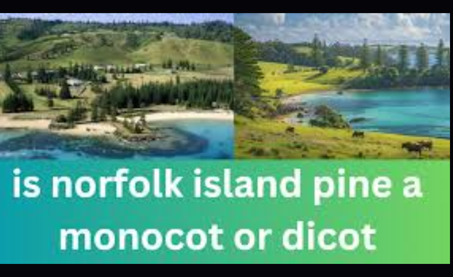 is norfolk island pine an monocot or dicot