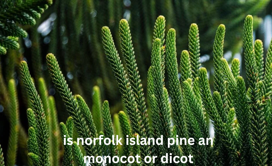 is norfolk island pine an monocot or dicot